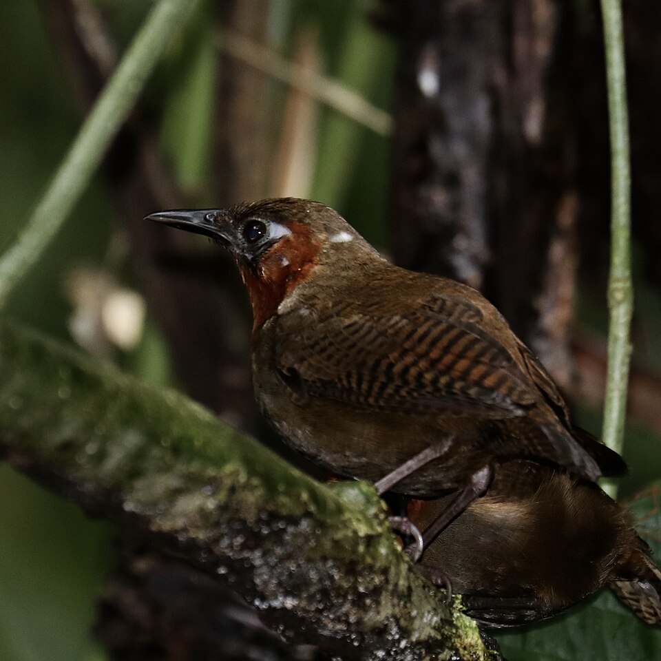 Song Wren