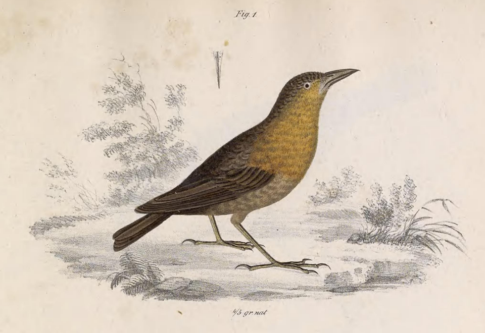 Chestnut-breasted Wren