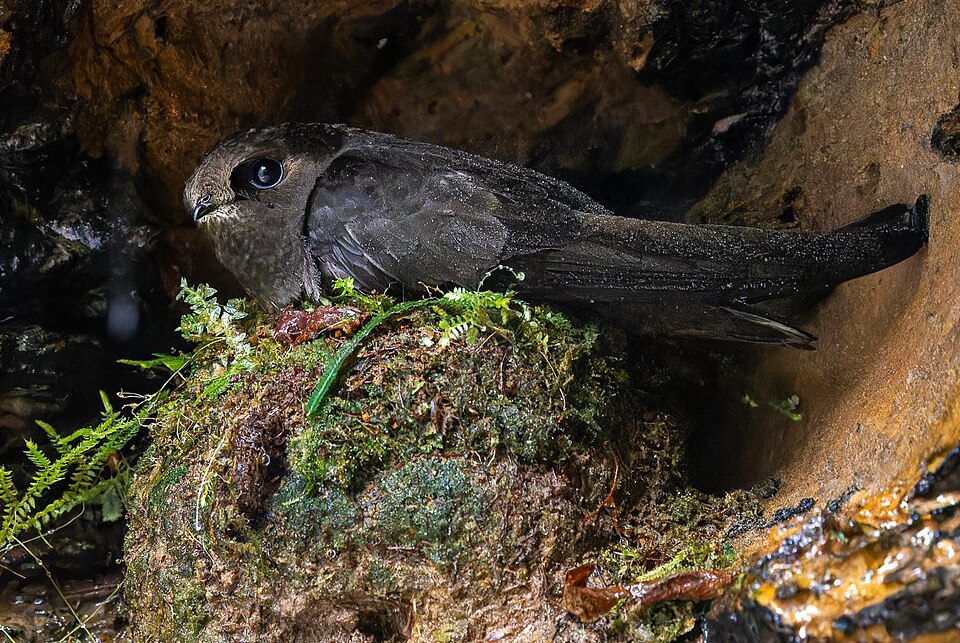 White-chinned Swift