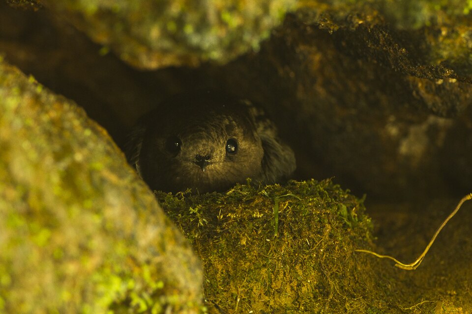 Sooty Swift