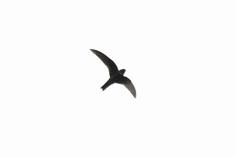 White-chested Swift