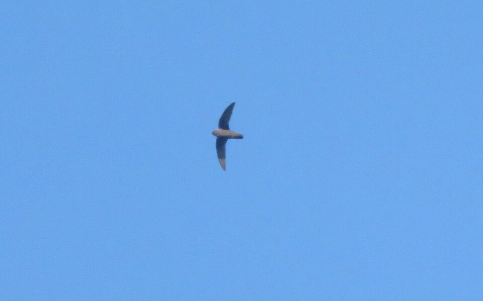 Rothschild's Swift