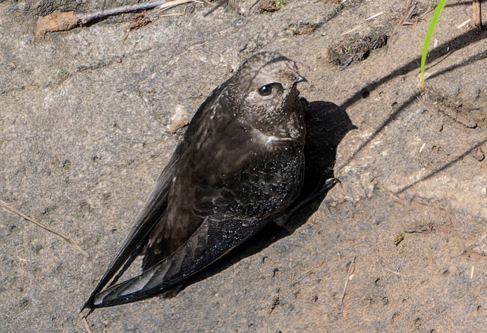 Great Dusky Swift