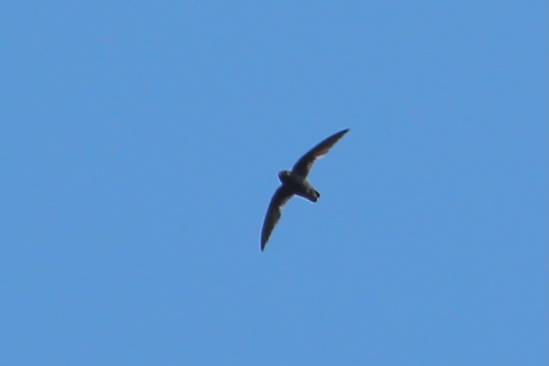 White-fronted Swift