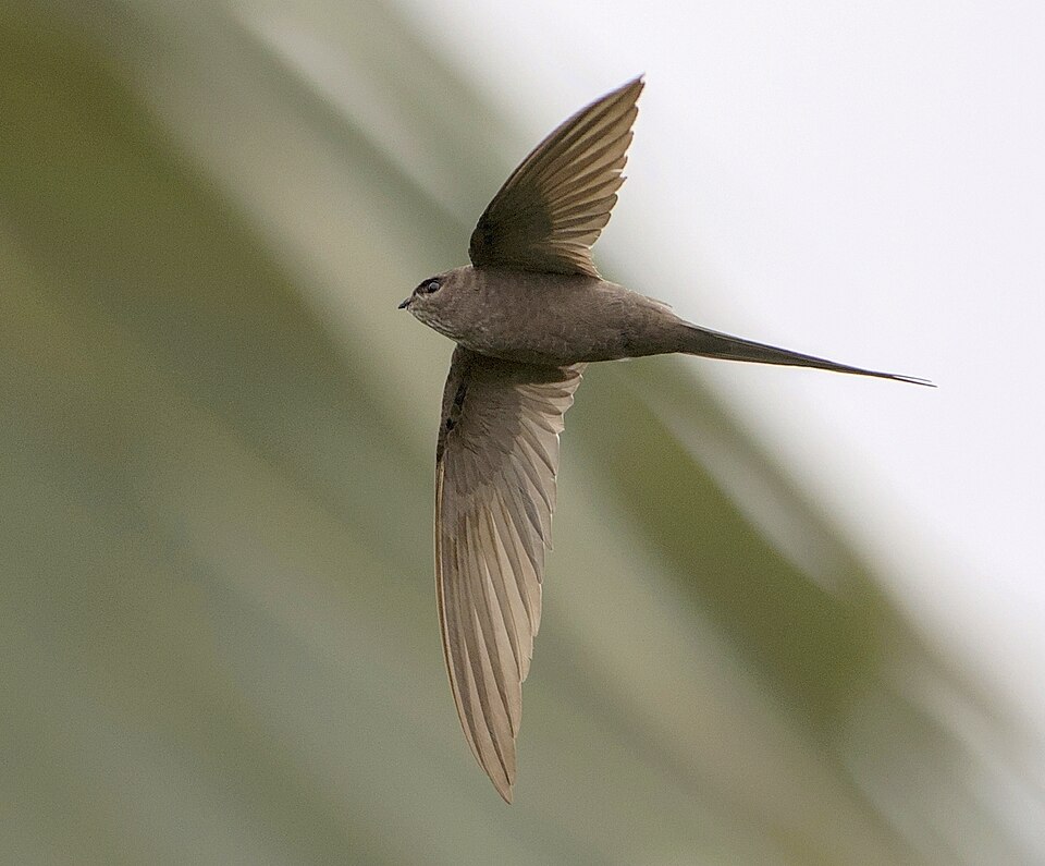 African Palm Swift