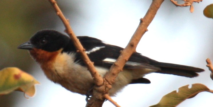 White-rumped Tanager