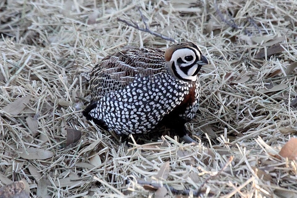 Montezuma Quail