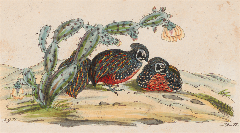 Ocellated Quail