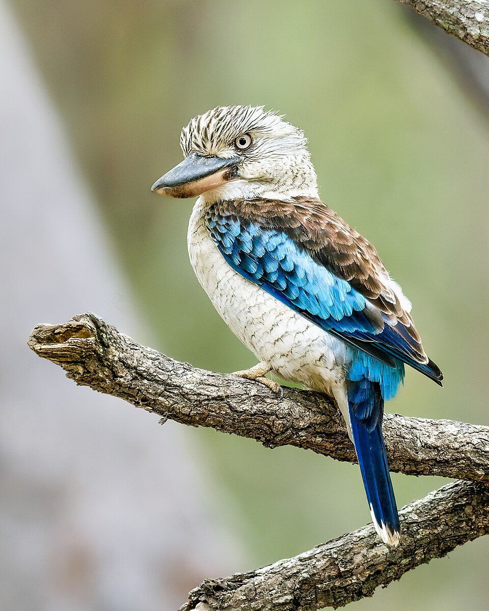 Blue-winged Kookaburra