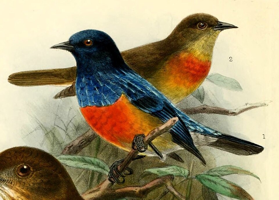 Scarlet-breasted Dacnis