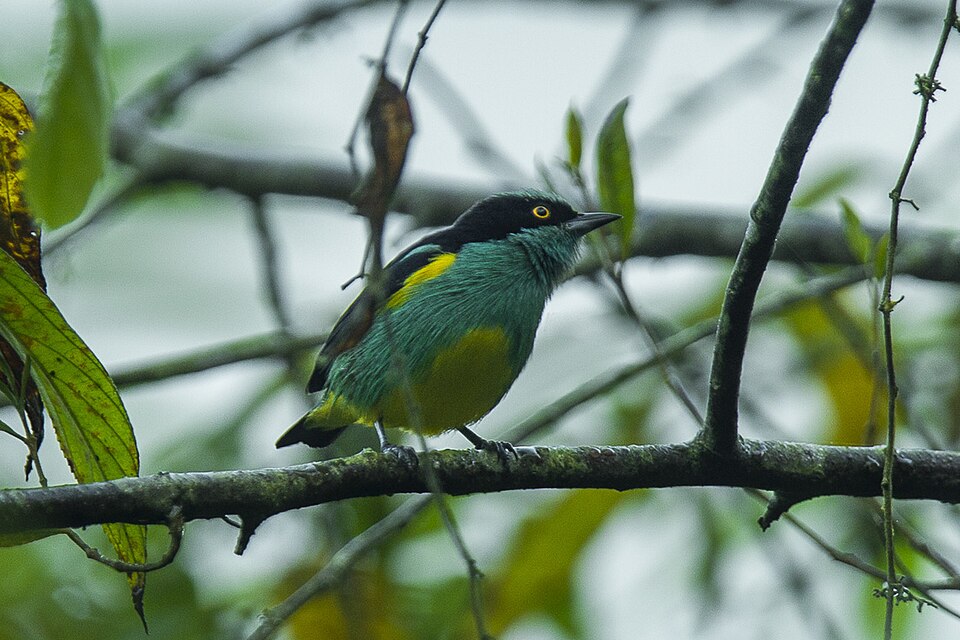 Yellow-tufted Dacnis