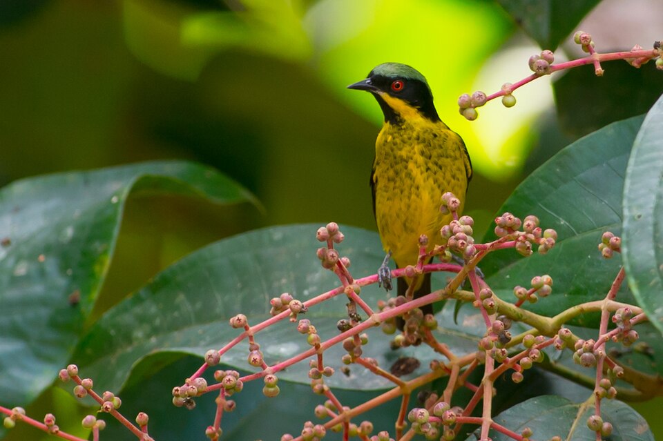 Yellow-bellied Dacnis