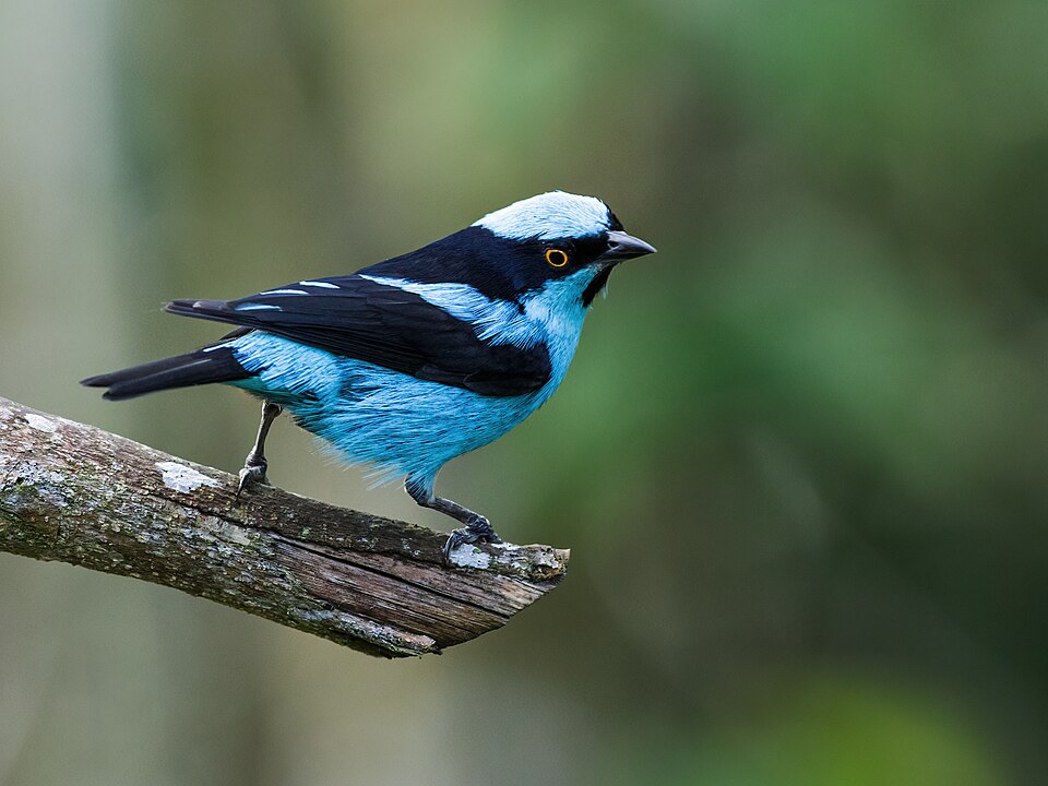 Turquoise Dacnis