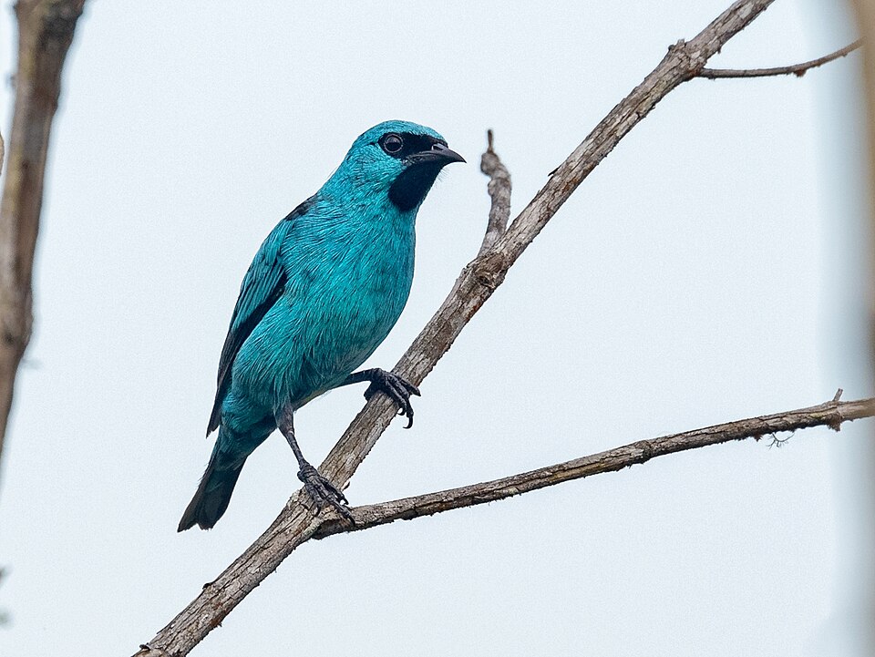 Black-legged Dacnis