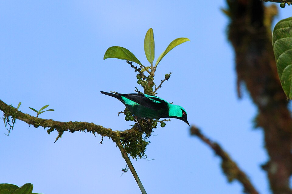 Scarlet-thighed Dacnis