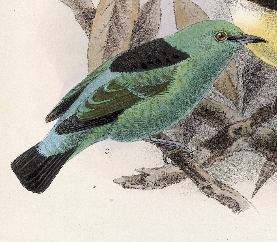 Viridian Dacnis