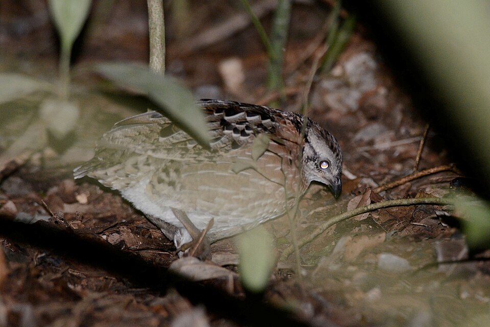 Singing Quail