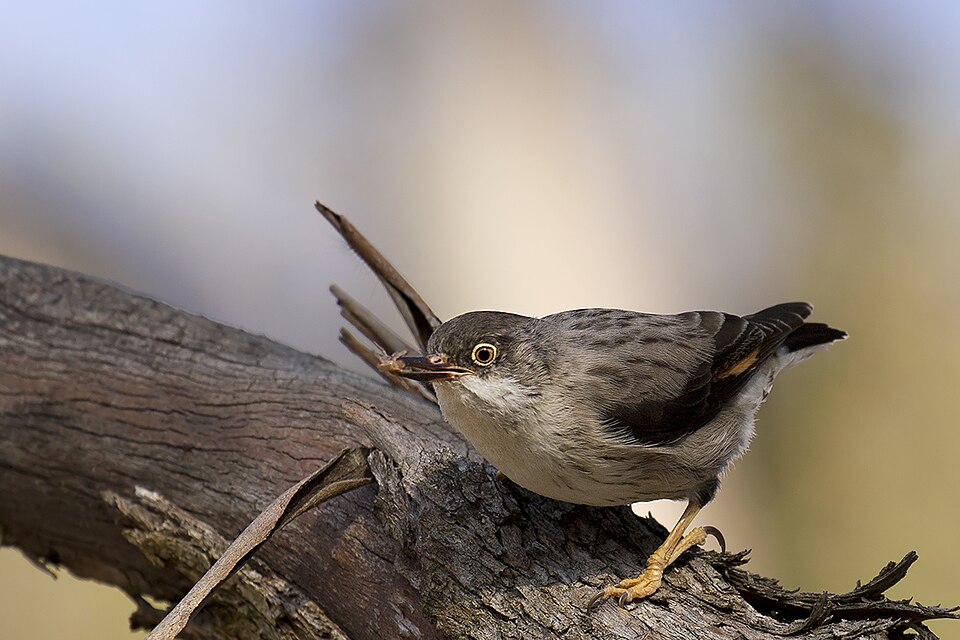 Varied Sittella