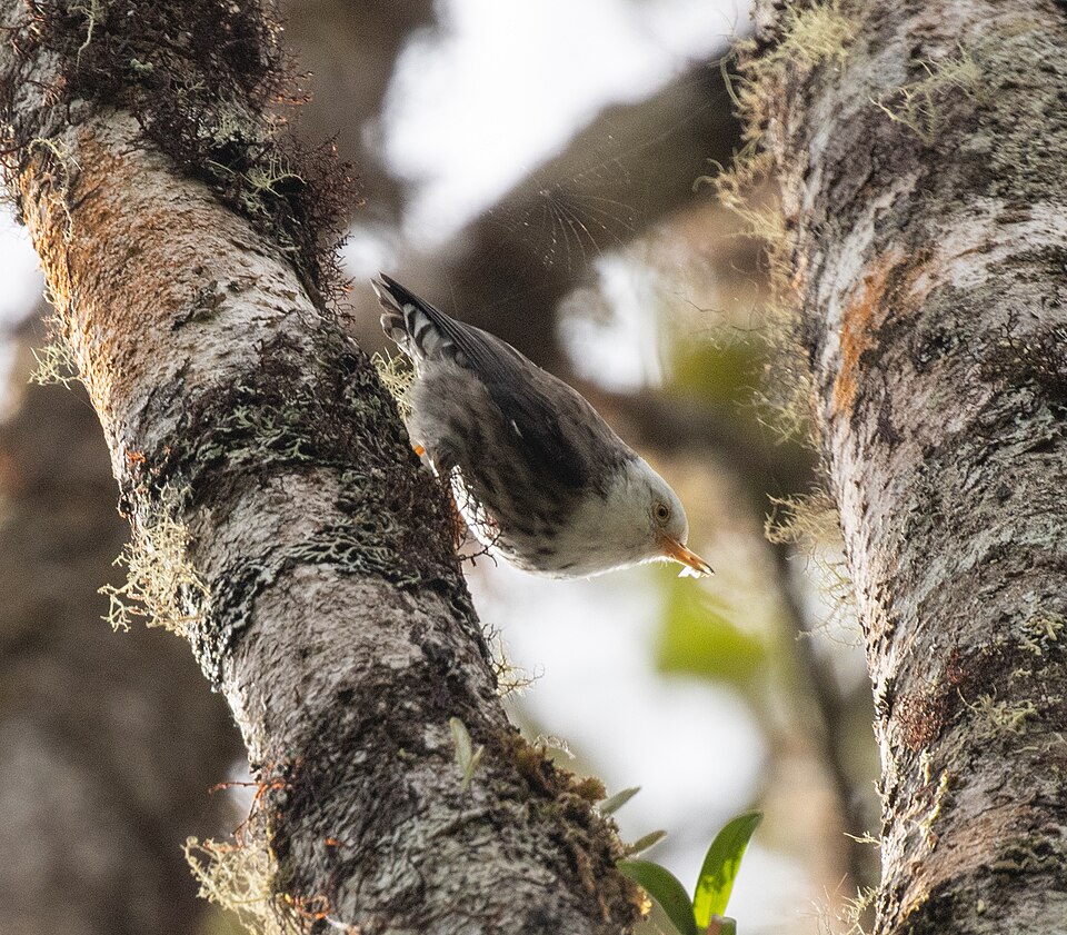 Papuan Sittella