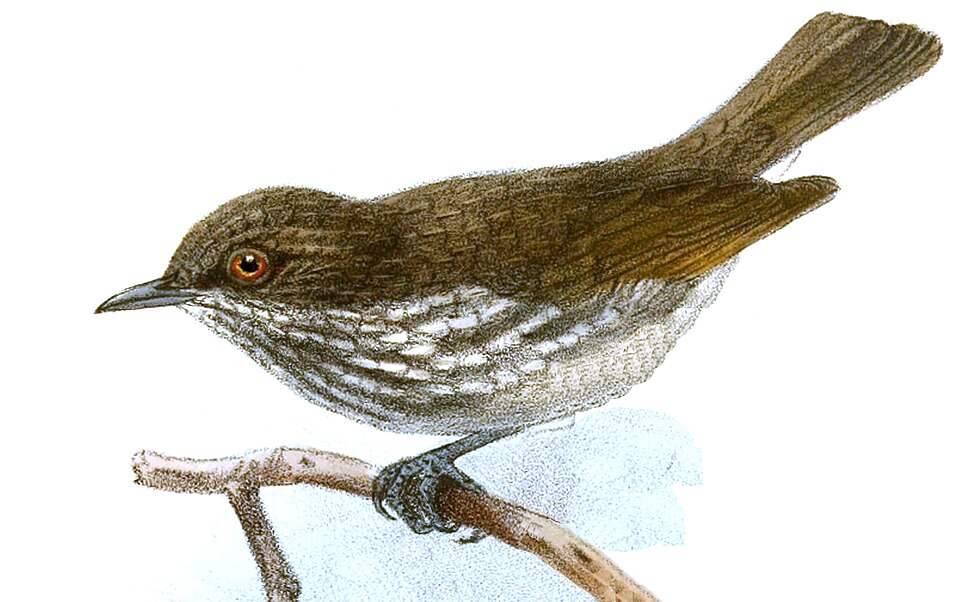 Visayan Pygmy Babbler