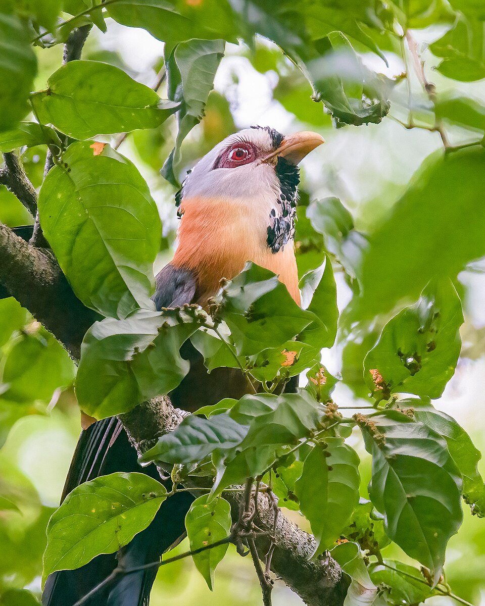 Scale-feathered Malkoha