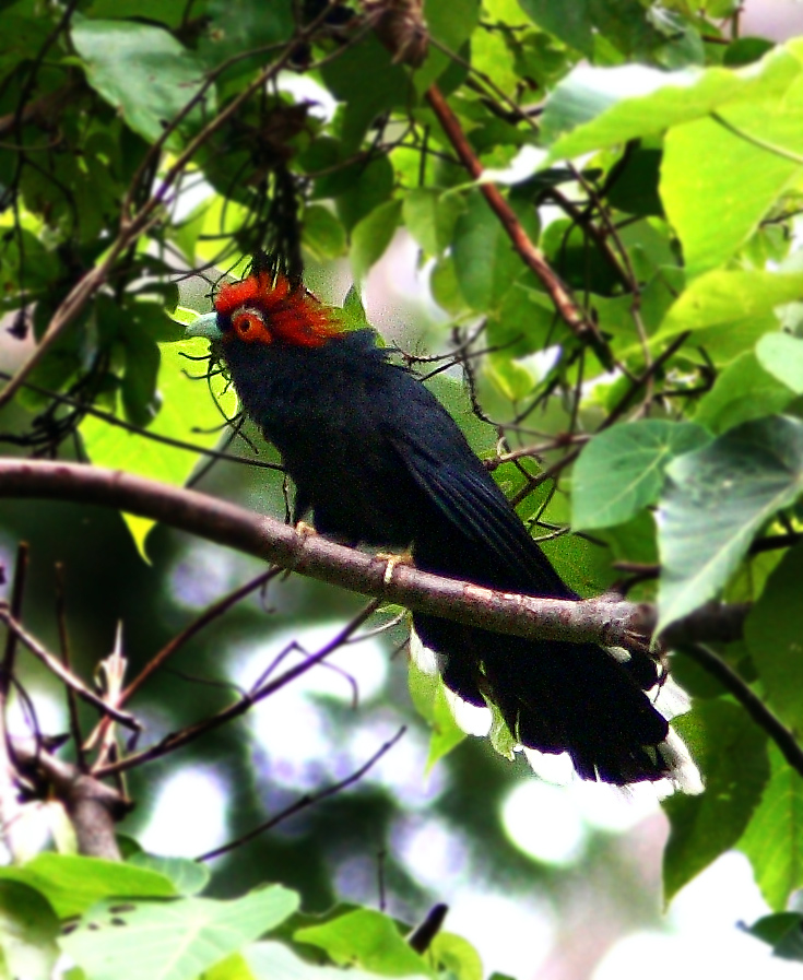 Rough-crested Malkoha
