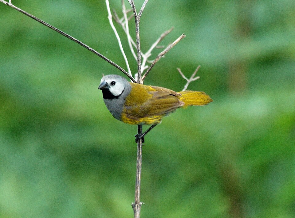 Grey-headed Oliveback