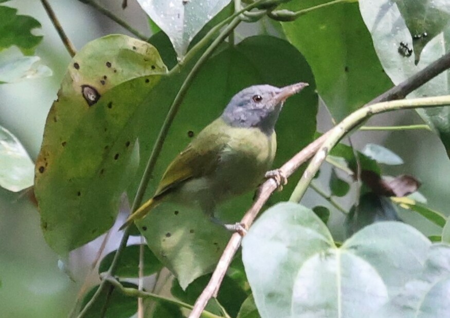 Grey-headed Sunbird