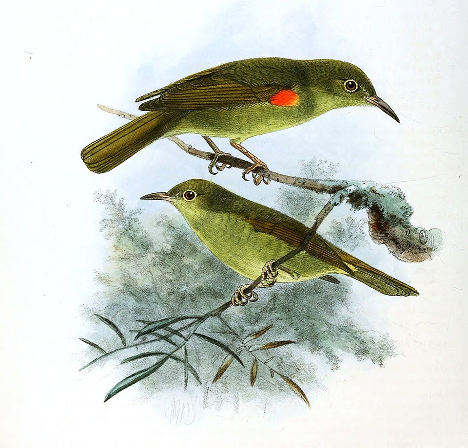 Fraser's Sunbird
