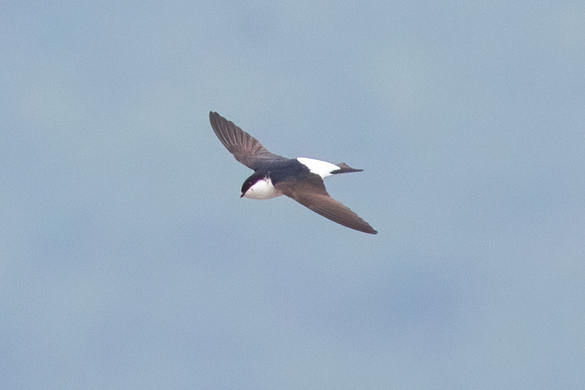 Siberian House Martin