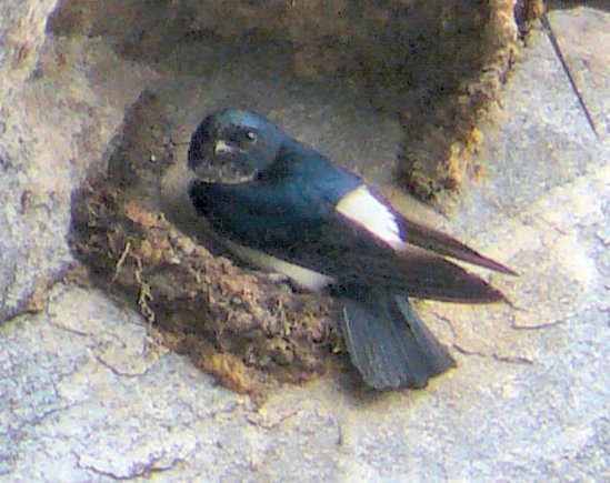 Nepal House Martin