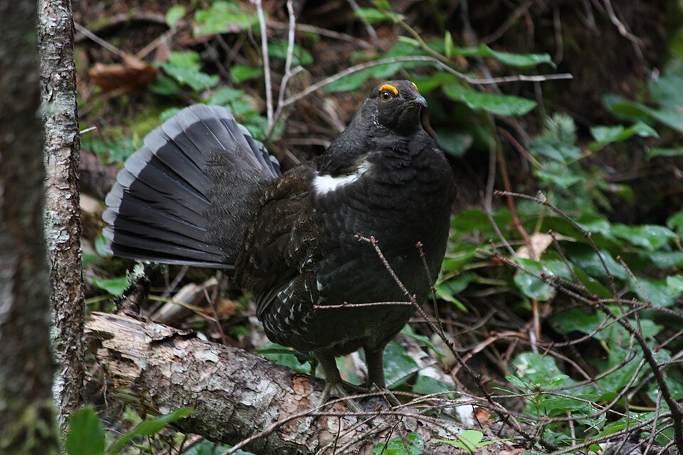 Sooty Grouse
