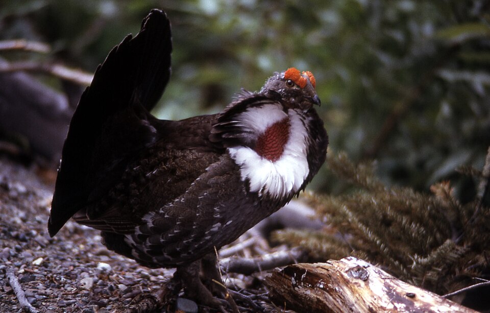 Dusky Grouse