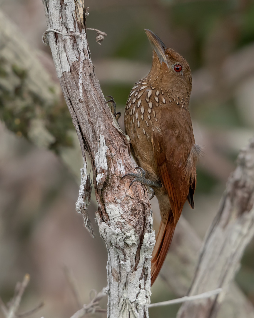 Cinnamon-throated Woodcreeper
