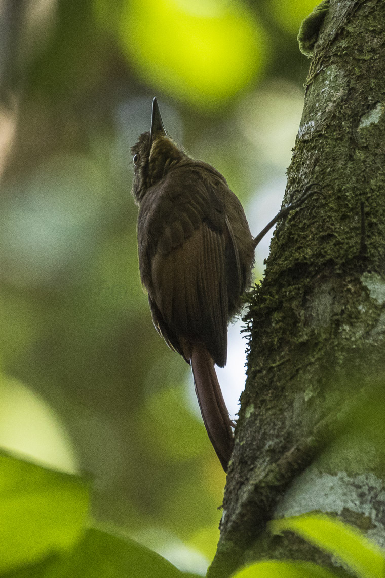Tawny-winged Woodcreeper