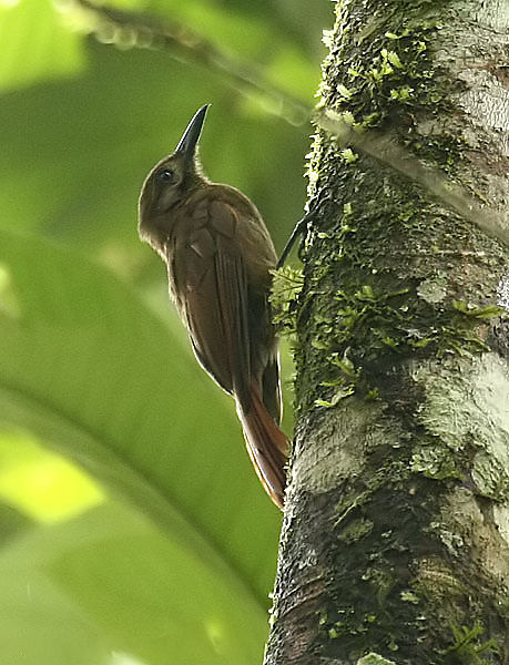 Plain-brown Woodcreeper