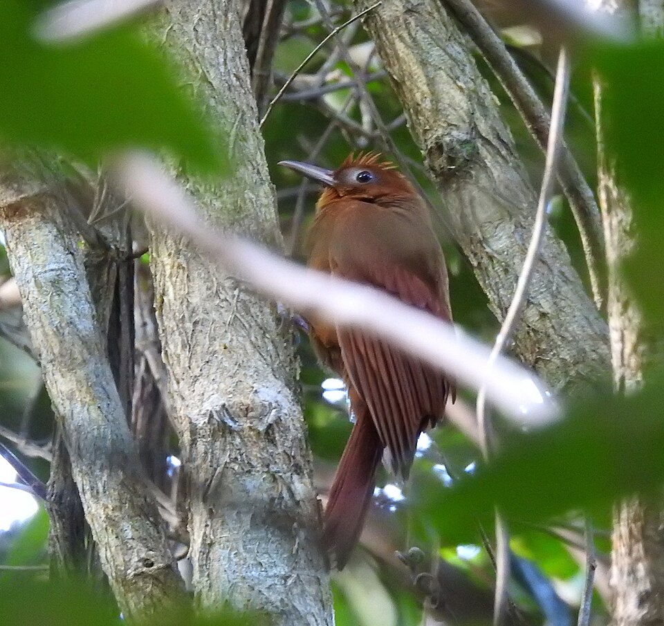 Ruddy Woodcreeper