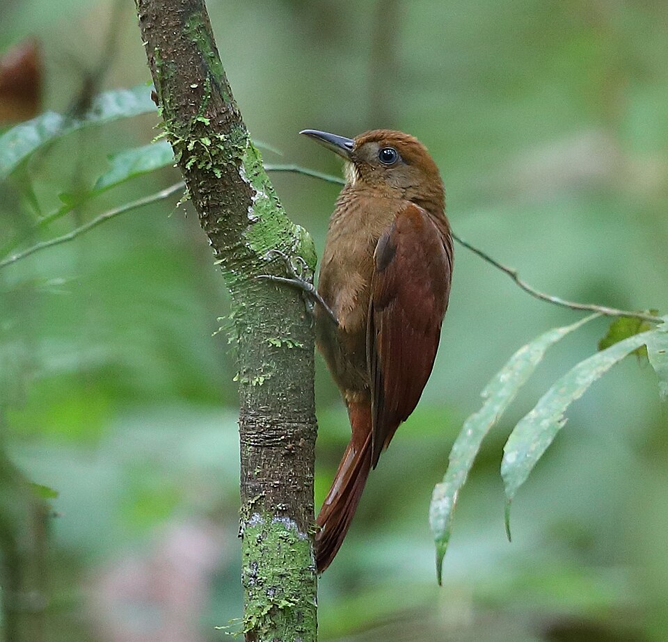 White-chinned Woodcreeper