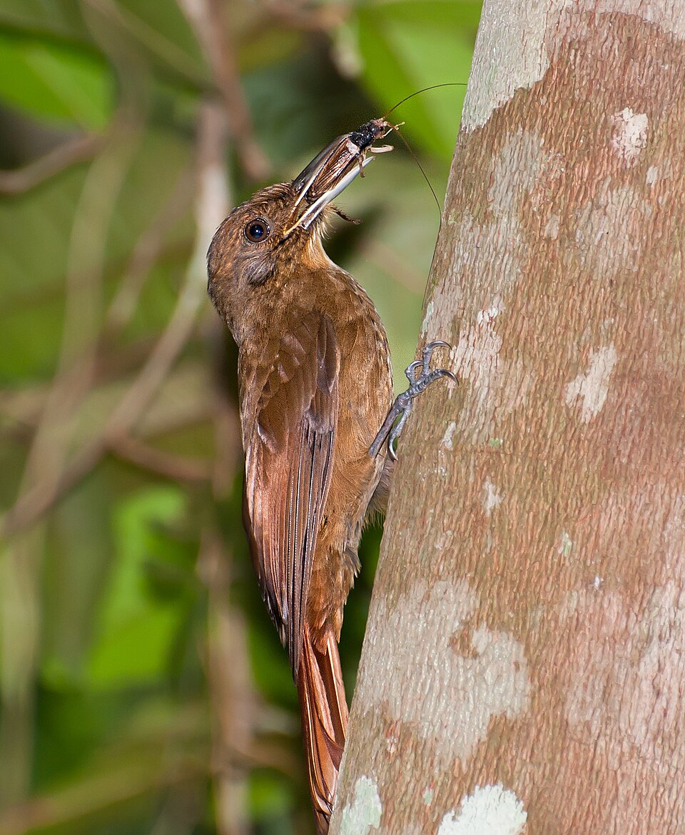 Plain-winged Woodcreeper