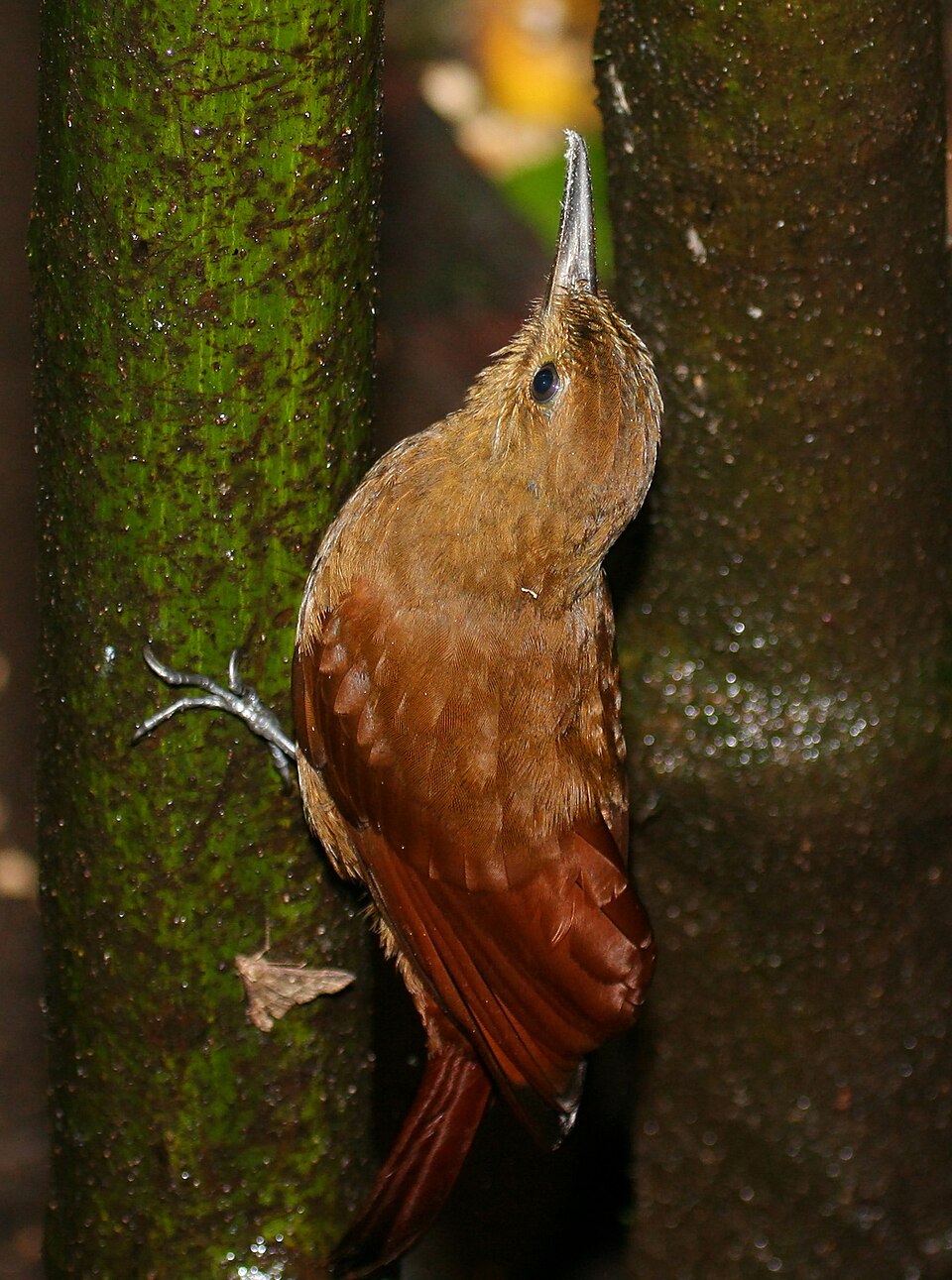 Tyrannine Woodcreeper