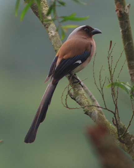 Grey Treepie
