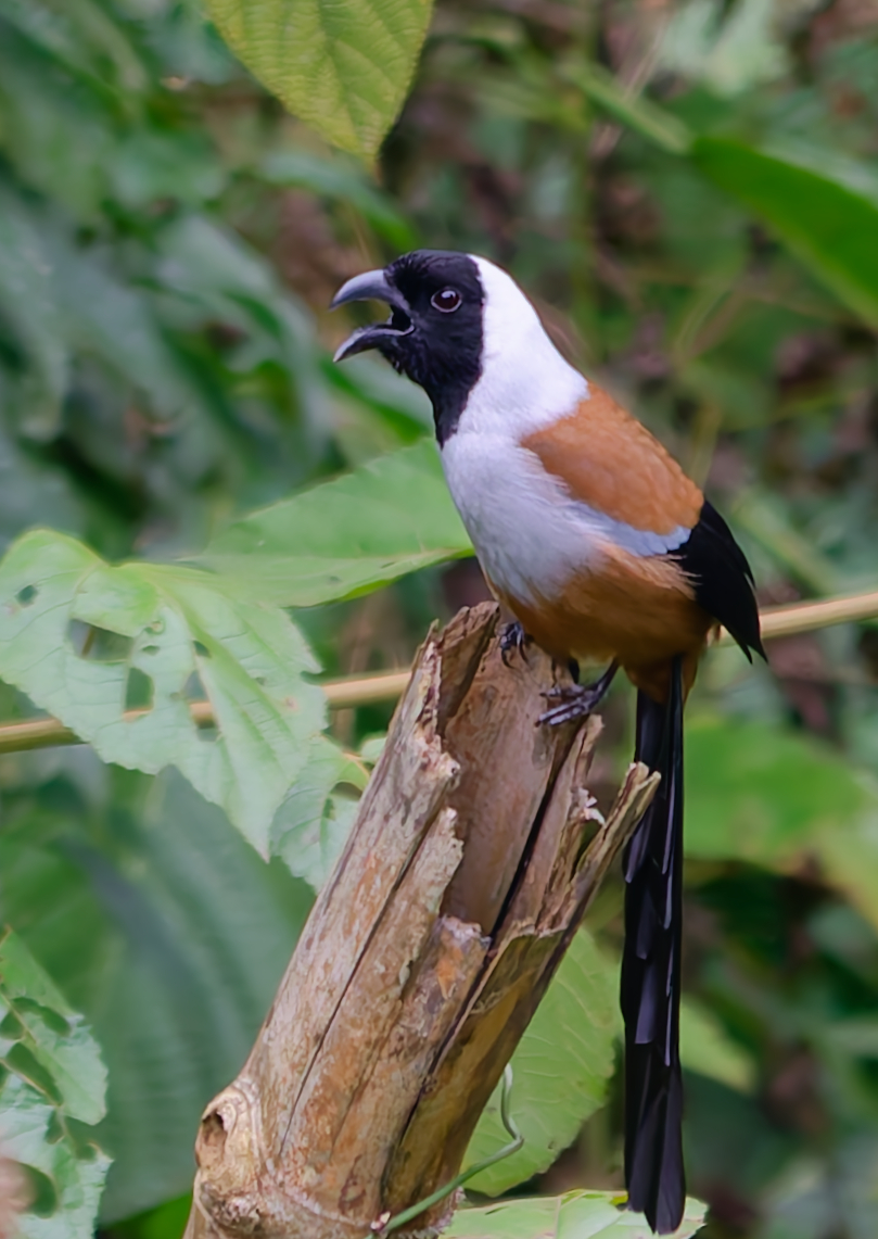 Collared Treepie