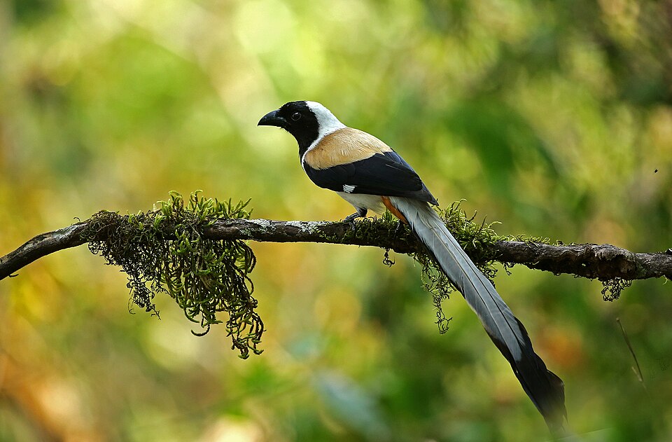White-bellied Treepie