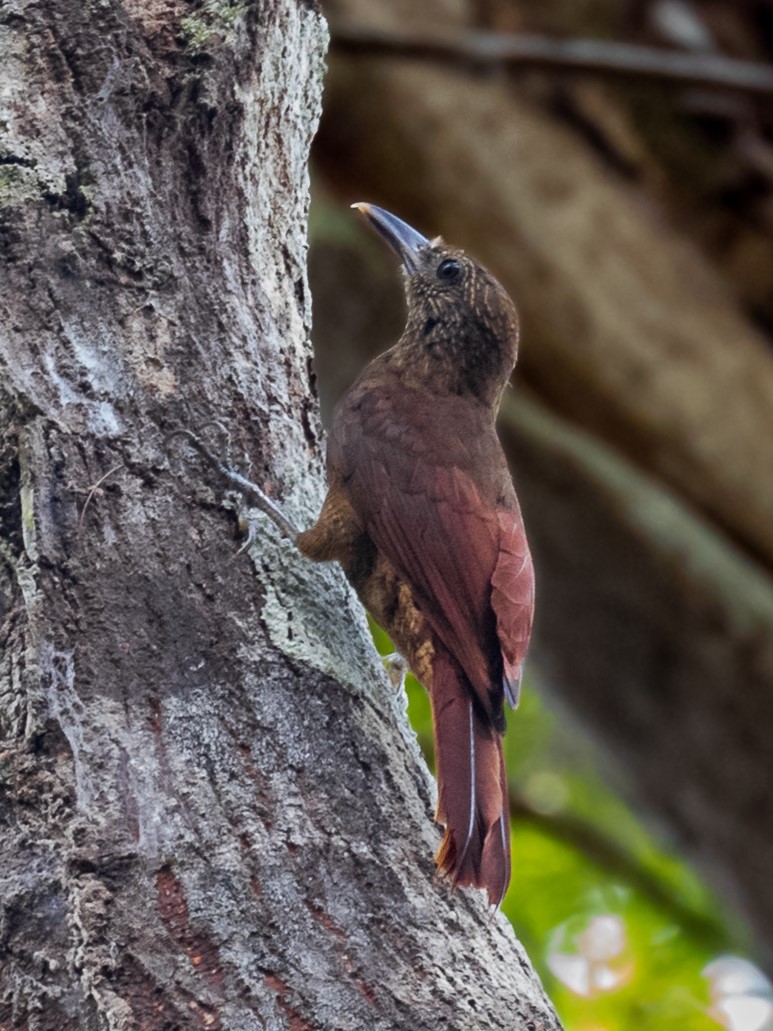 Hoffmanns's Woodcreeper