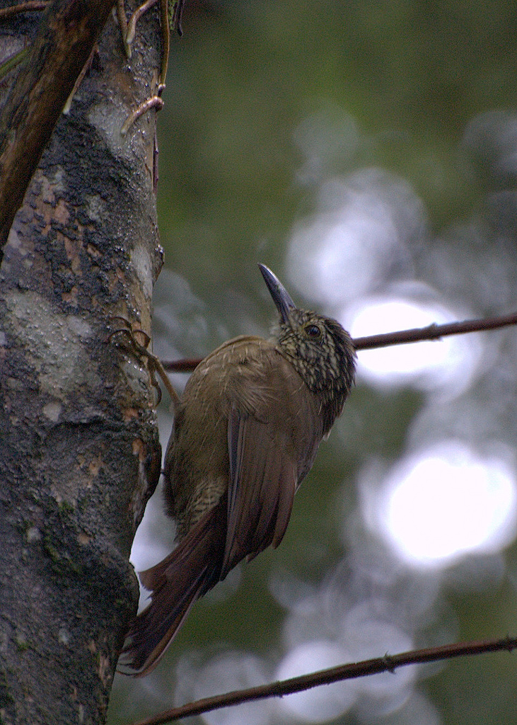 Planalto Woodcreeper