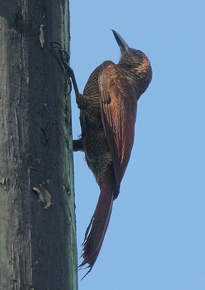 Northern Barred Woodcreeper