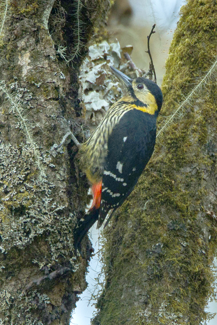 Darjeeling Woodpecker