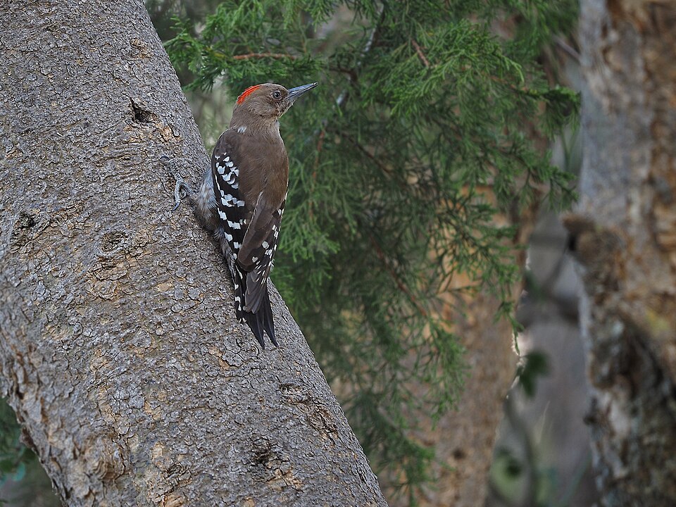 Arabian Woodpecker