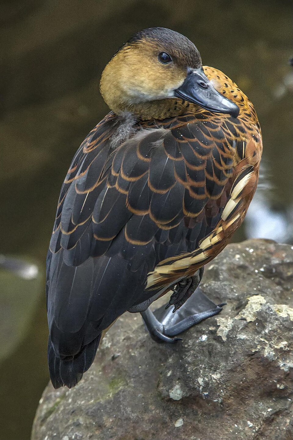 Wandering Whistling Duck