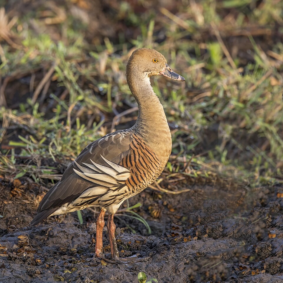 Plumed Whistling Duck